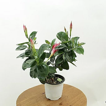 만데빌라 빨간꽃 덩굴 키우기쉬운 실내 꽃피는 서양 나팔꽃 정원 식물 1