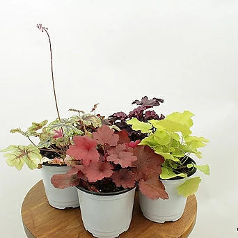 휴케라 슈케라 바위치 노지월동 키우기쉬운 정원 야생화 조경 식물 1