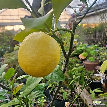 레몬나무 1