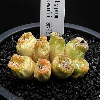 975-C.ectipum ssp. Brownii 엑티펌 브라우니 적화 1