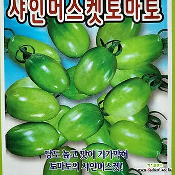 [무 배] 샤인머스켓 토마토 모종 1판(12개 1판) 2024 새 상품 1