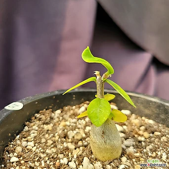 [메카다육]15-0414 포케아 에듈리스(실생 아프리카식물) 화분포함 다육식물 1