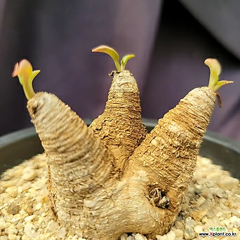 [메카다육]19-0414 유포르비아 노바피쉬본(아프리카식물) 화분포함 다육식물 1