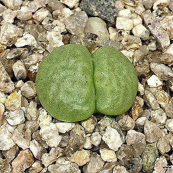 Conophytum roodiae ssp. corrugatum-1두(코노 루디아에 코루가툼4.14) 1