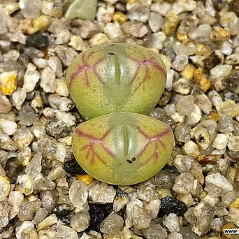 Conophytum marnierianum-2두(젤리타입/코노 마니어리아넘4.14) 1