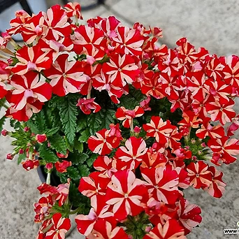 [하와이꽃집] 쨍해 예쁜칼라 버베나 1