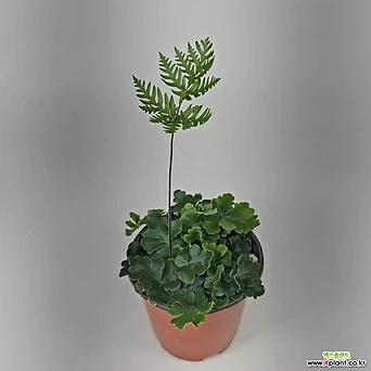 안테나고사리 고사리 공기정화식물 1