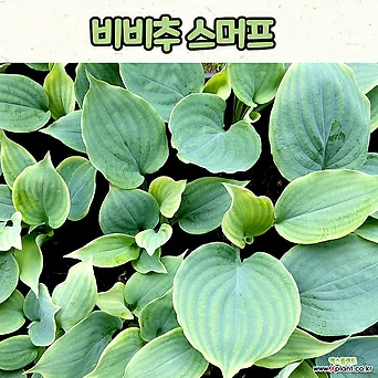호스타 비비추 스머프(4치 포트) 전국노지월동 / 정원식물 1