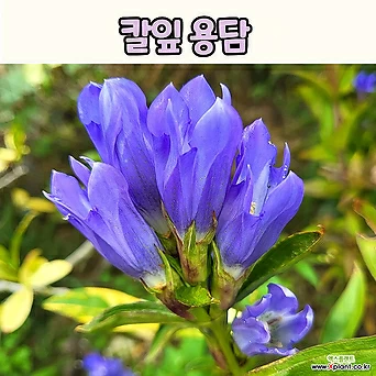 칼잎 용담(4치 포트)괴남풀 토종야생화 전국노지월동 1