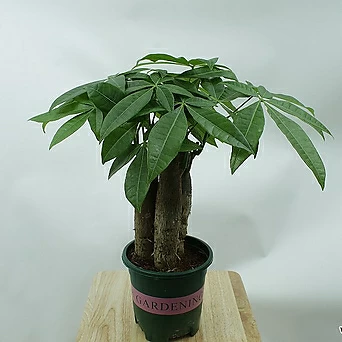 파키라 실내공기정화 거실 반음지 키우기쉬운 플랜테리어 반려 3촉식재 식물 1