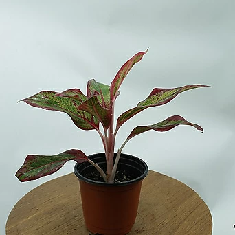 아글라오네마 오로라 공기정화 키우기쉬운 거실 플랜테리어 반려 반음지 식물 1