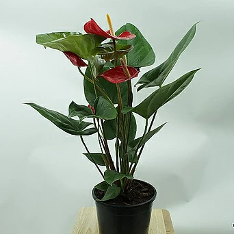 안시리움 안스리움 실내 공기정화 빨간꽃 플랜테리어 반려 키우기쉬운 식물 1