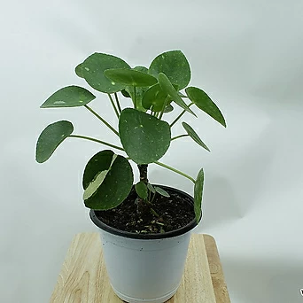 무늬필레아페페 페페모리아 화이트스플래쉬 희귀 공기정화 키우기쉬운 식물 1