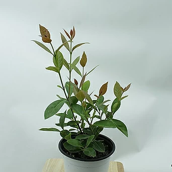 구아바나무 키우기쉬운 기본포트 거실 반려 플랜테리어 실내공기정화 식물 1