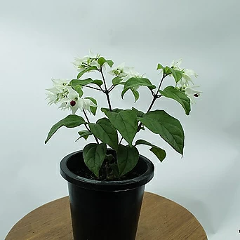 덴드롱 클레로덴드롱 야생화 키우기쉬운 플랜테리어 실내 반려 사계절 꽃 식물 1