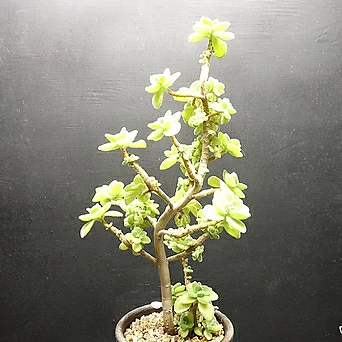 Plectranthus tomentosa Korean Succulents  1