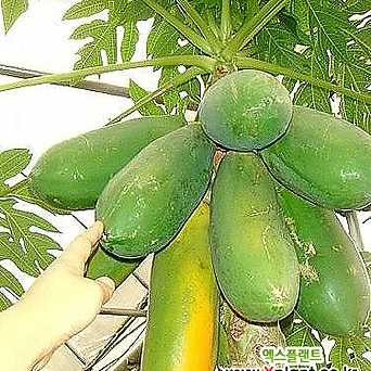 파파야묘목나무,항암효과에 탁월한 식용열매 1