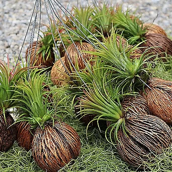 먼지 먹는 식물 코코넛 이오난사 파인애플 수염틸란드시아 플랜테리어 1
