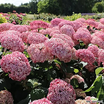 핑크아나벨 15cm화분 정원수국 꽃나무 1