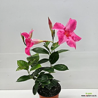 만데빌라 분홍 꽃대 1