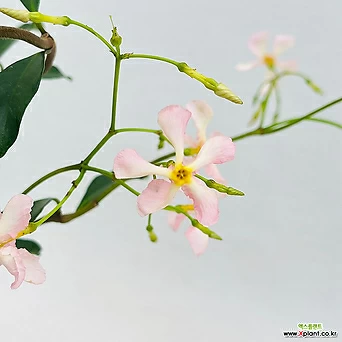 분홍백화등 야생화 봄꽃 나무 1