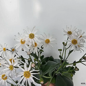 Othonna lilacina white flower 1