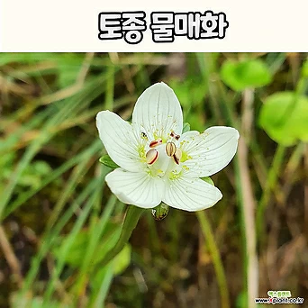 물매화(4치 포트) 토종야생화 전국노지월동 1