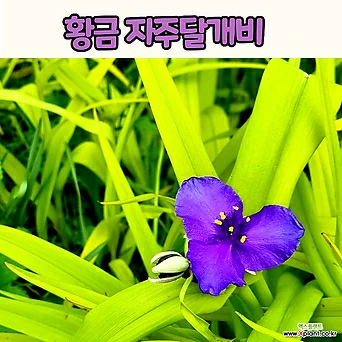 황금자주달개비(5치 포트) 황금달개비 /전국노지월동 1