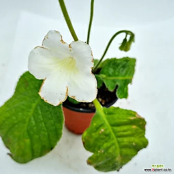 뉴질랜드앵초 DY쥬피트 (흰꽃) 1