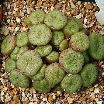 Obscurum sponsaliorum 스폰살리오룸 약35두 1