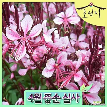 [초선지] 왜성가우라 나비바늘꽃 6치 핑크드워프 1
