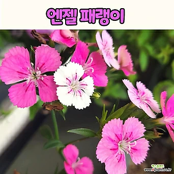 엔젤패랭이(10cm 화분) 꽃모종 노지월동 정원식물 1