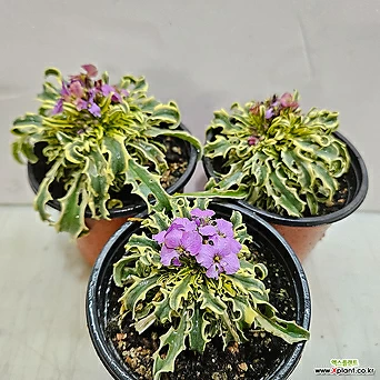 보라색 꽃 프롬페시아(3포트) 1