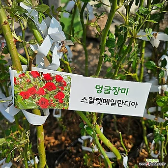 [무 배]덩굴장미(대) 빨강 스칼렛메일란디아 2024 새상품 1