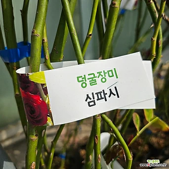 [무 배]덩굴장미(대) 빨강 심파시 2024 새상품 1