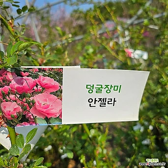 [무 배]덩굴장미(대) 안젤라 핑크 2024 새상품 1
