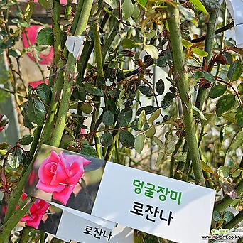 [무 배]덩굴장미(대) 핑크 로잔나 2024 새상품 1