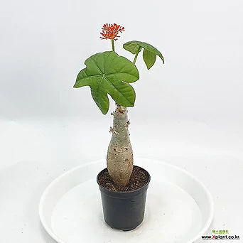 자투로바 자트로바 꽃 나무 공룡꽃식물원 1