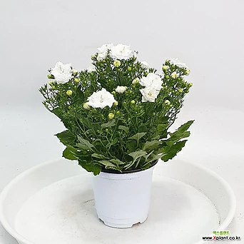 장미캄파눌라 겹 더블캄파놀라 화분 흰색꽃 공룡꽃식물원 1