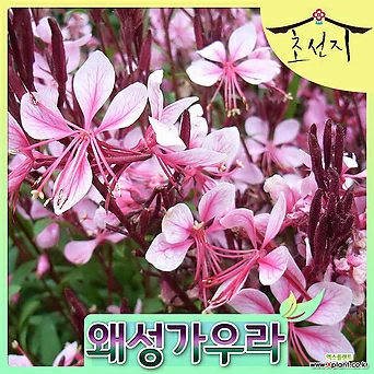 [초선지] 왜성가우라 나비바늘꽃 6치 핑크드워프 1