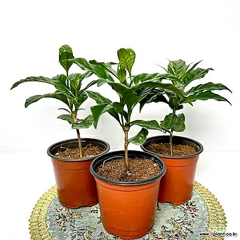 커피나무 1+2 소형화분 공기정화식물 1