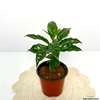 커피나무 1개 소형 책상에 두기 좋은식물 1
