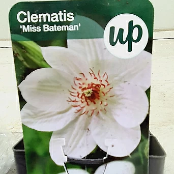 클레마티스으아리 미스배트맨(흰꽃) 1