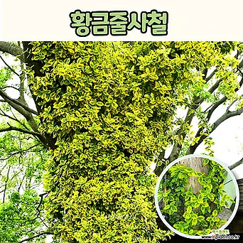 황금줄사철(3치 포트) 노지월동 야생화 잡초방지 덩굴식물 1