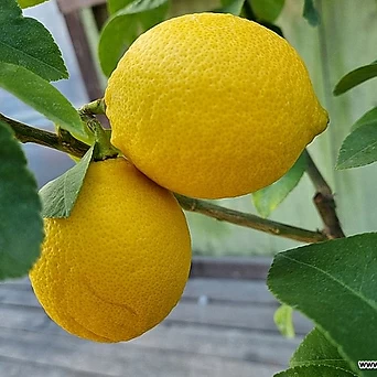 [하와이꽃집]이것은 찐레몬이야 레몬나무 1