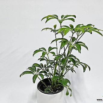 실내공기정화식물 홍콩야자 컬러홍콩야자 1