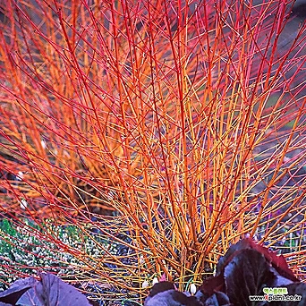 말채나무 미드윈터파이어 C2 포트묘 겨울조경 붉은가지 신품종 조경수 묘목 1