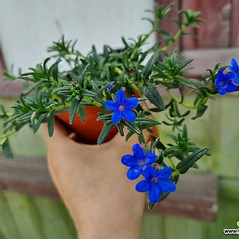 [하와이꽃집] 푸른꽃이 예뻐 이사도라 1