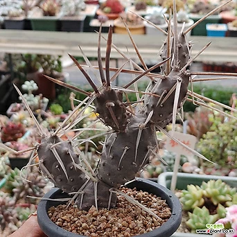 Tephrocactus articulatus (Pfeiffer) Backeberg Korean Succulents  1