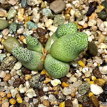 Zantedeschia aethiopica Korean Lithops C. marginatum ssp.karamoepense ARM955D-5 1